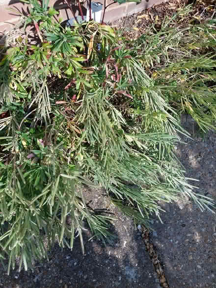 Photo of free Bedding plant (Eaton NR4) #1