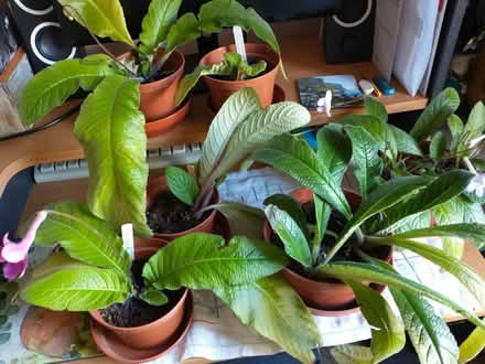 Photo of free Streptocarpus house plants (Endmoor LA8) #1