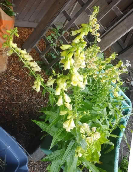 Photo of free FOXGLOVE, Solomons Seal (Watertown) #1