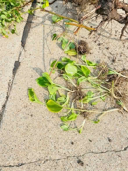 Photo of free Hostas , green bush (Romulus, mi) #2