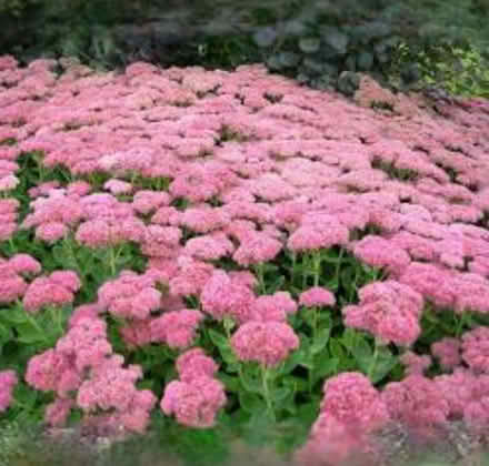 Photo of free Sedums (Wickford, Essex SS11) #2