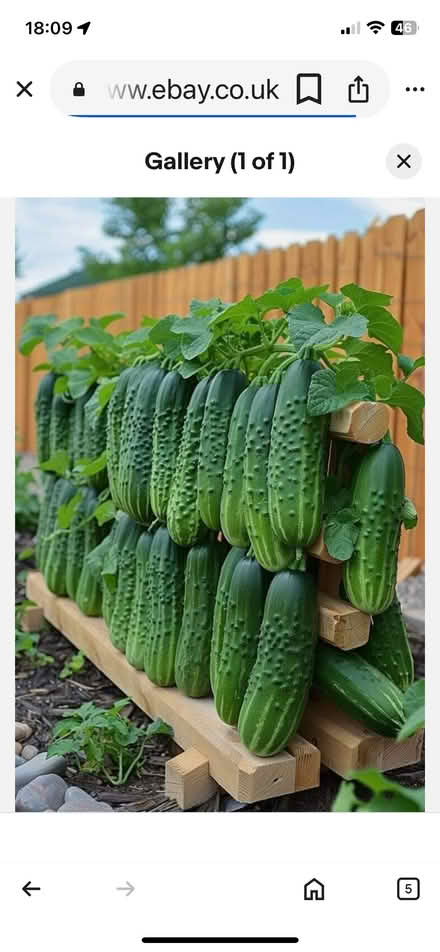 Photo of Cucumber plants (IP33) #2