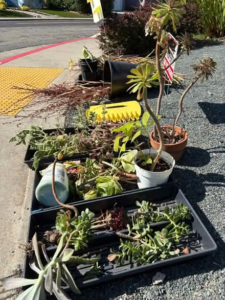Photo of free Garden Stuff (Pleasant Hill) #1