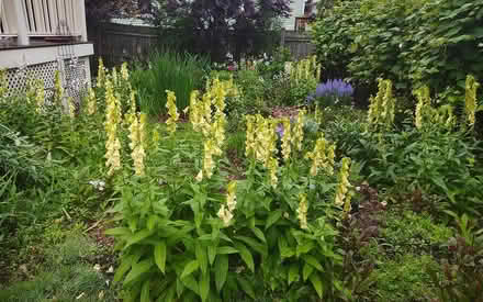 Photo of free FOXGLOVE, Solomons Seal (Watertown) #3