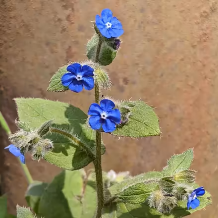 Photo of Green Alkanet for shady area of garden - pollinator plant (Canworthy Water PL15) #1