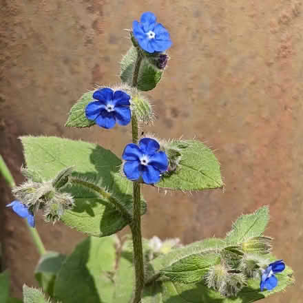 Photo of Green Alkanet for shady area of garden - pollinator plant (Canworthy Water PL15) #1