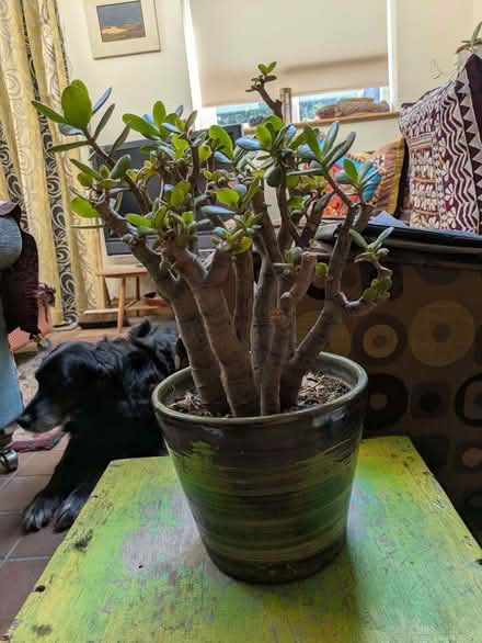 Photo of free Jade/money plant (Halton LA2) #1