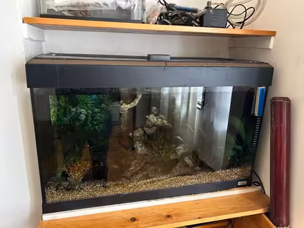 Photo of free Fish tank (Streatham Hill SW16) #1