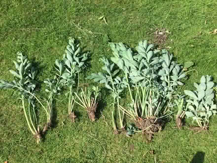 Photo of free Sedums (Wickford, Essex SS11) #1