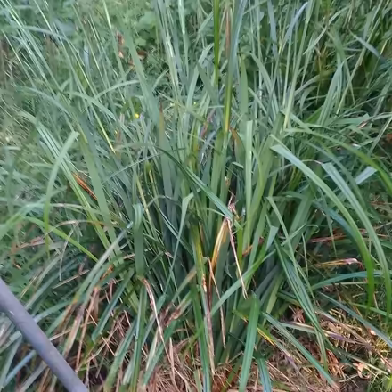 Photo of free Sedge plants. (Woodhouse LS6) #1