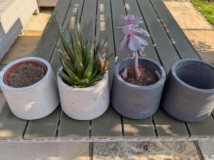 Photo of free Plants for rescue (Newbridge BA1) #1