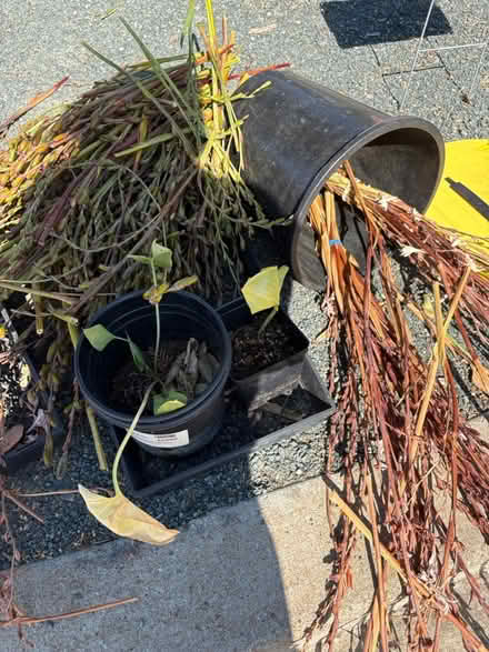 Photo of free Garden Stuff (Pleasant Hill) #4