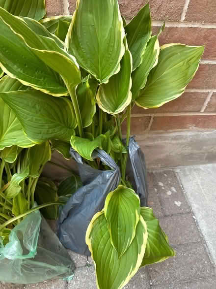 Photo of free Clumps of Hosta to rehome (Downtown Galt) #1