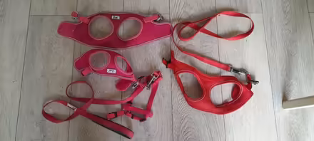 Photo of free Dog leads/harnesses (Smalley Ilkeston DE7) #1