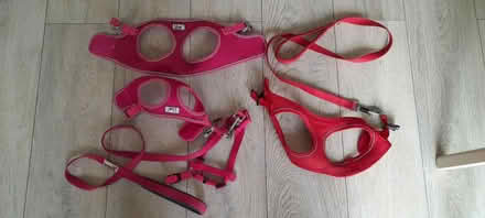 Photo of free Dog leads/harnesses (Smalley Ilkeston DE7) #1