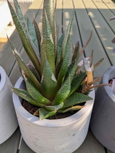 Photo of free Plants for rescue (Newbridge BA1) #2