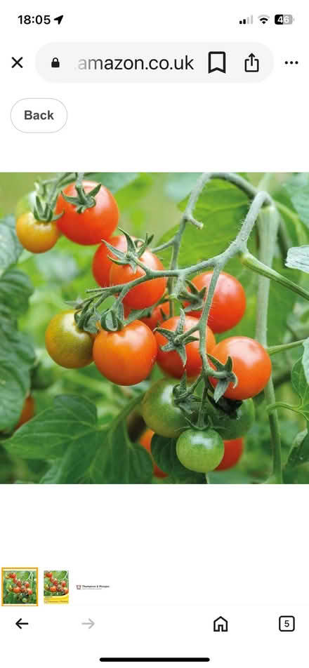 Photo of Cucumber plants (IP33) #1