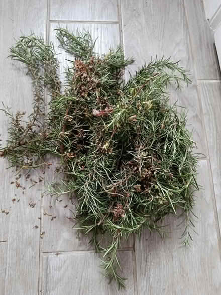 Photo of free Freshly cut rosemary (OX3 Wood Farm) #1