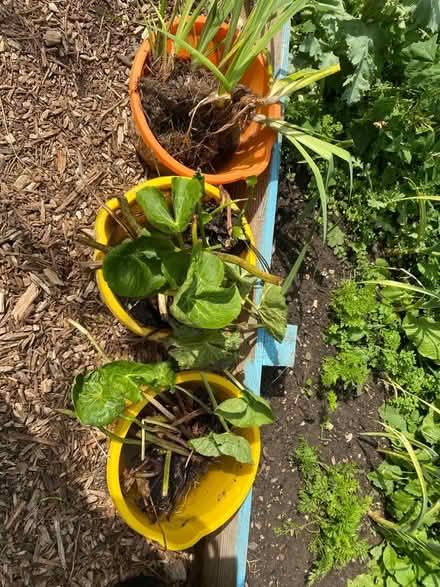 Photo of free Pond plants (Lightpill GL5) #1