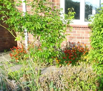 Photo of free Bedding plant (Eaton NR4) #2