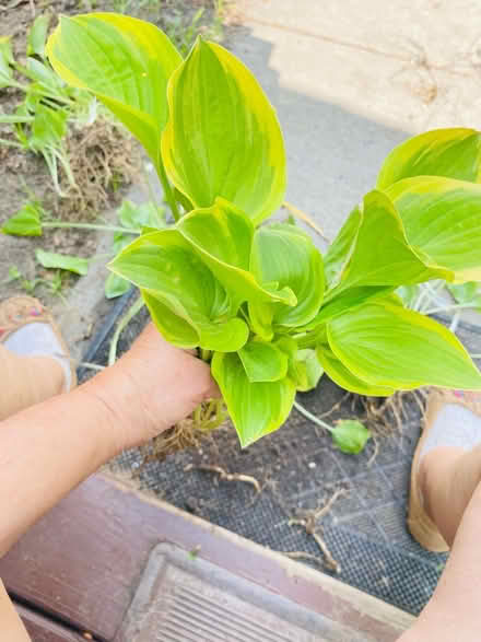 Photo of free Hostas , green bush (Romulus, mi) #4