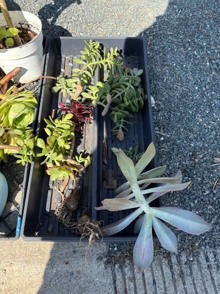 Photo of free Garden Stuff (Pleasant Hill) #3