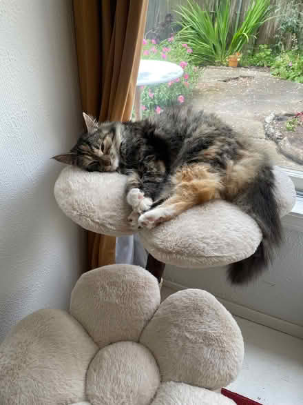 Photo of Catfood & litter for Stella & Belle (san francisco) #2