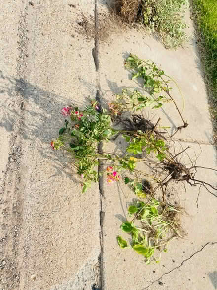 Photo of free Hostas , green bush (Romulus, mi) #1