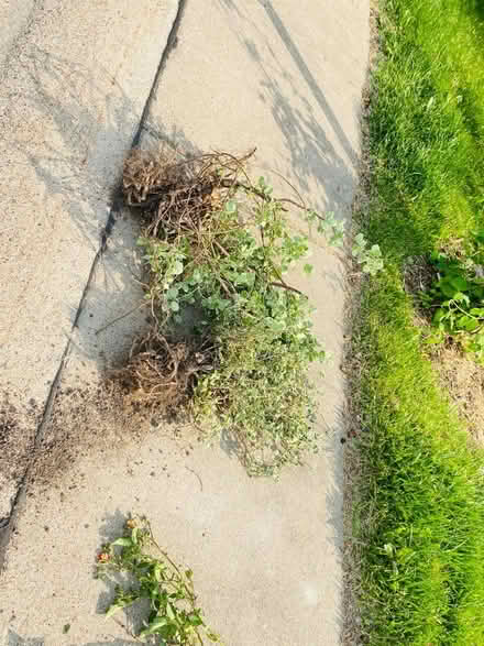 Photo of free Hostas , green bush (Romulus, mi) #3
