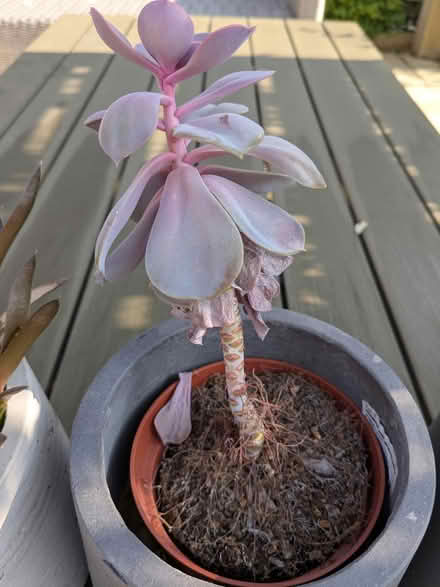 Photo of free Plants for rescue (Newbridge BA1) #3