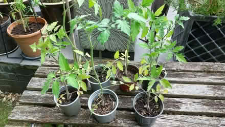 Photo of free Tomato plants (Swaythling SO16) #1
