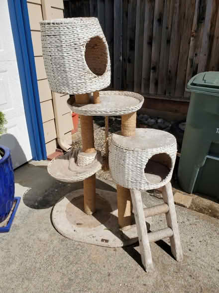 Photo of free Outdoor cat tree (95014) #1