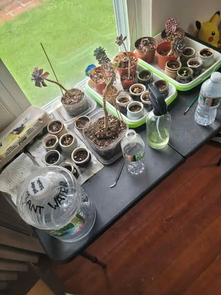 Photo of free Various Succulents (E. Forest Park, Springfield MA) #1