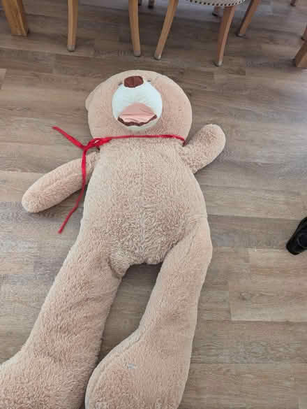 Photo of free Extra large teddy (L37) #1