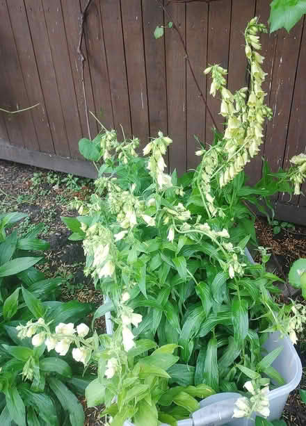 Photo of free FOXGLOVE, Solomons Seal (Watertown) #2