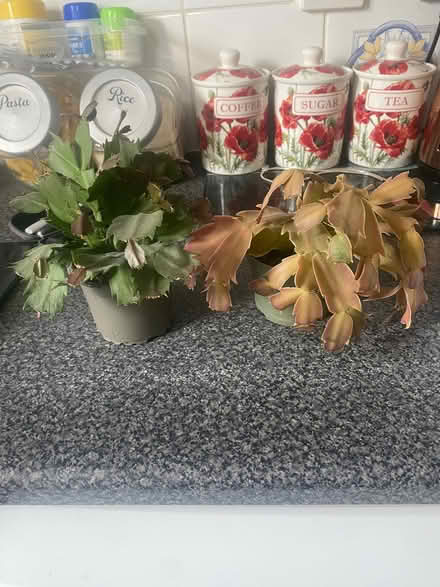 Photo of free 2 indoor Christmas cactus plants (Southdown) #1
