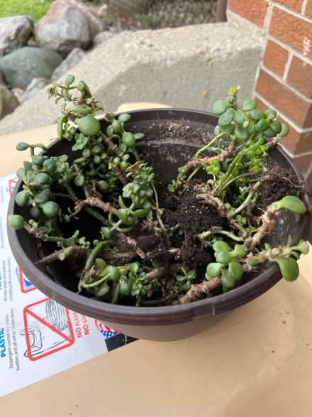 Photo of free Jade Plant Rootings (Near 75th and Woodridge Dr.) #1