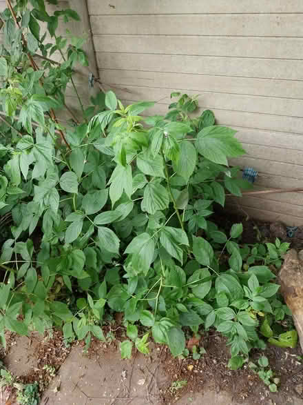 Photo of free Raspberry bushes (AL7 Welwyn Garden City) #2