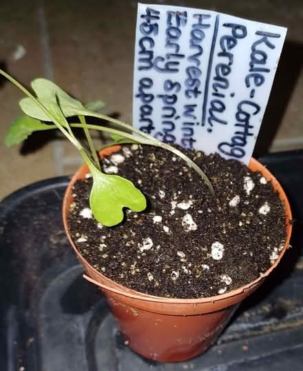 Photo of free Cottagers Perennial Kale Plants x2 (Chichester PO19) #1