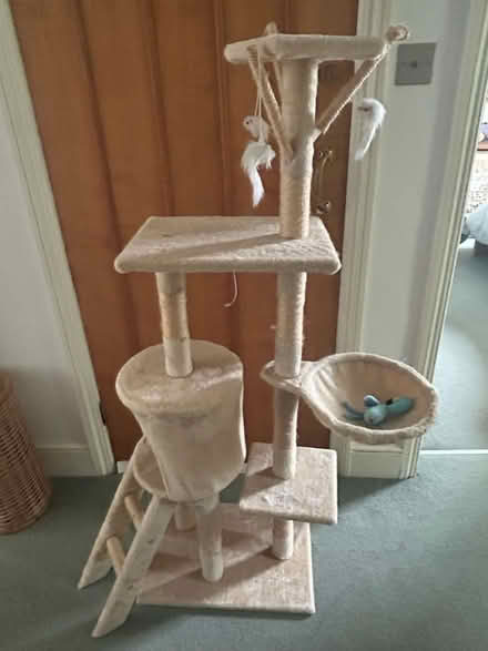 Photo of free Cat tree (Hampstead Heath/Belsize Park) #1