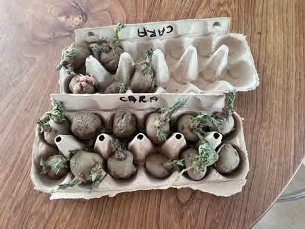 Photo of free Chitted Cara potatoes (Welwyn AL6) #1