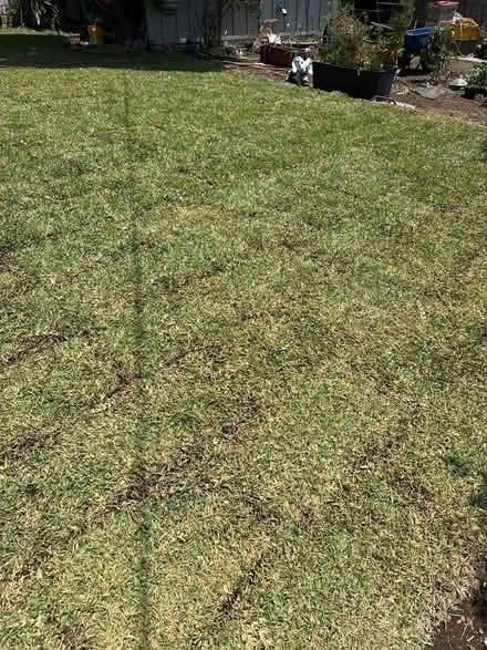 Photo of free st. Augustine grass (Glendora) #1