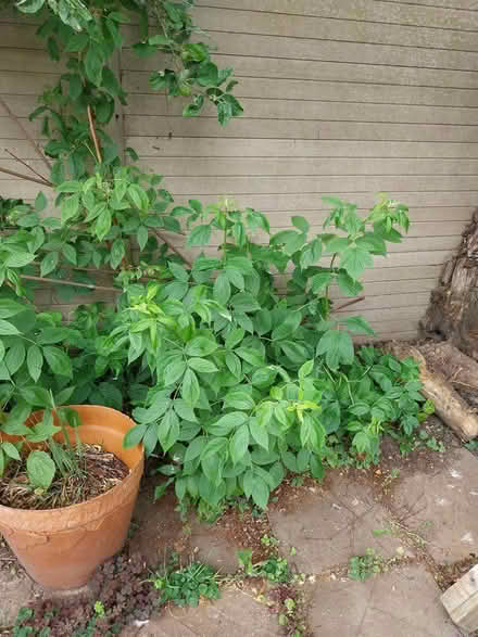 Photo of free Raspberry bushes (AL7 Welwyn Garden City) #1