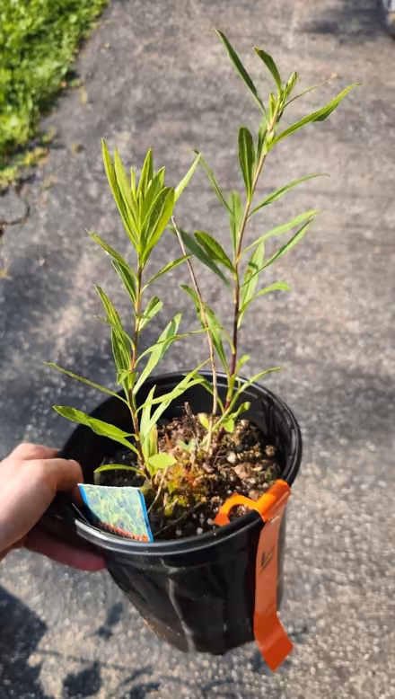 Photo of free Non-spreading goldenrod plant (King of Prussia) #1