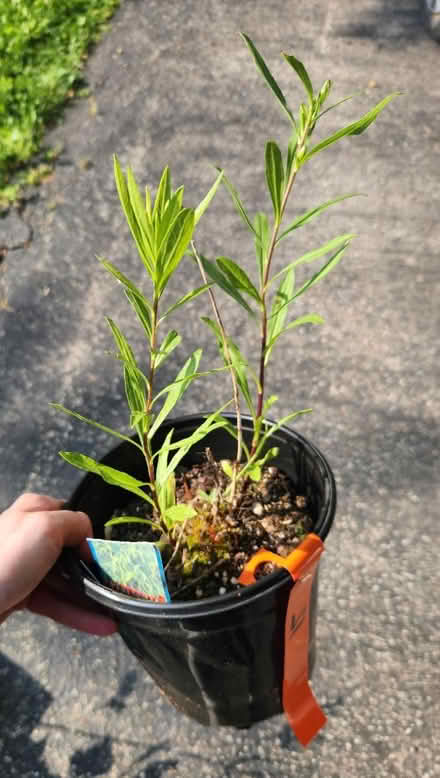 Photo of free Non-spreading goldenrod plant (King of Prussia) #1