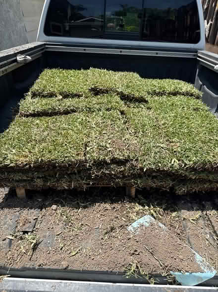 Photo of free st. Augustine grass (Glendora) #2