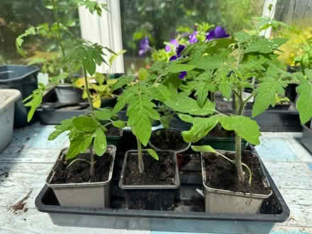 Photo of free Tomato plants (Eastbourne BN21) #1