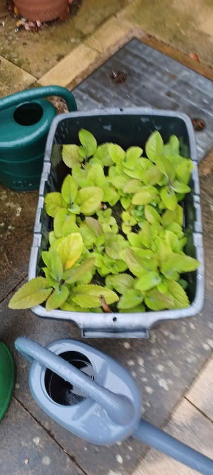Photo of free Foxgloves (Longden SY5) #1