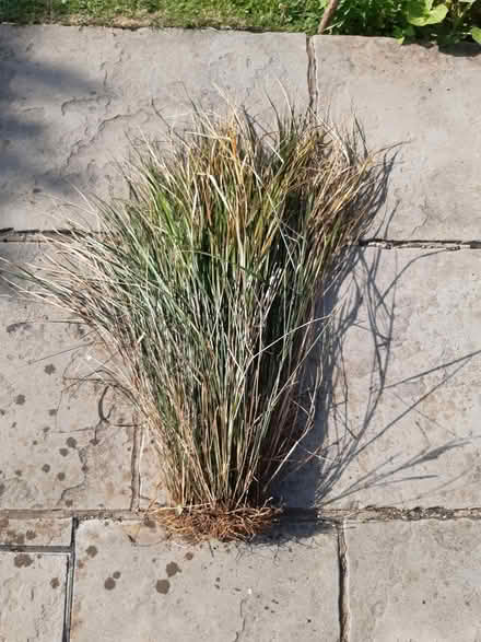 Photo of free Ornamental grass (Letchworth (Standalone area)) #1