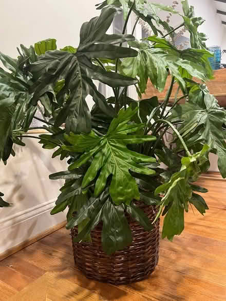 Photo of free Faux Plant (Adams Morgan) #2